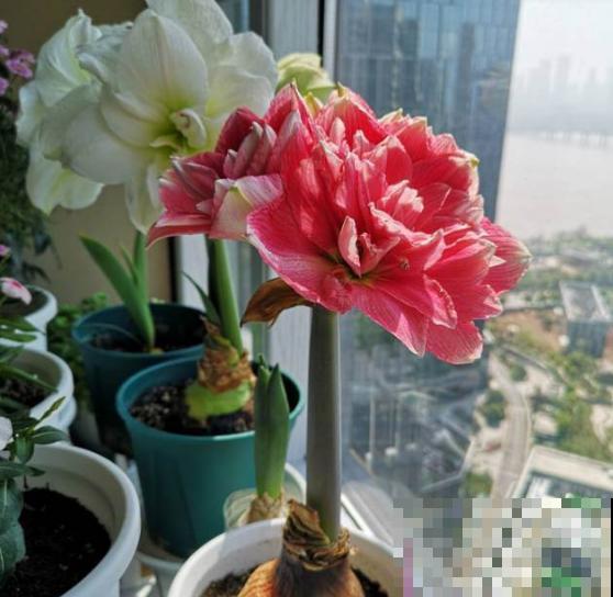 3种花要贱养，盆越小、开花越多，放大盆里容易死！