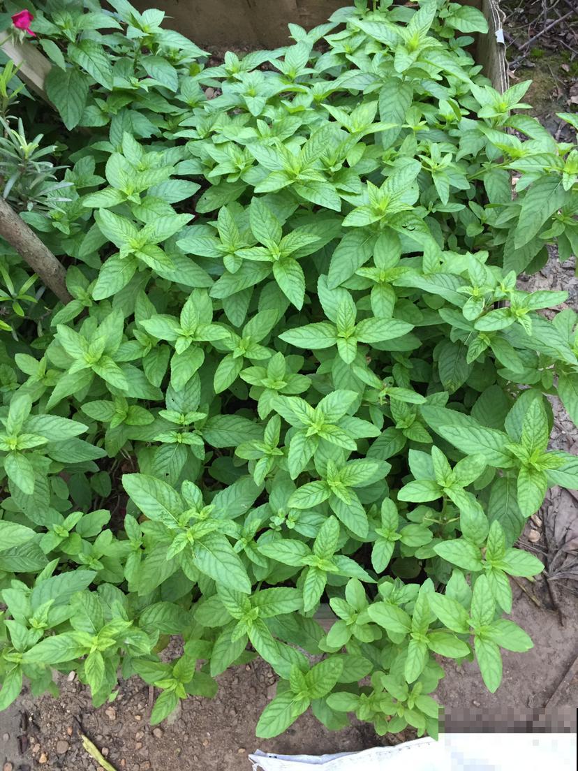 屋里养盆驱蚊花，清香四溢，一觉睡到大天亮