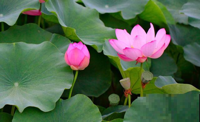 植物界2大成功定律:荷花定律、竹子定律! 植物界2大成功定律:荷花定律、竹子定律!