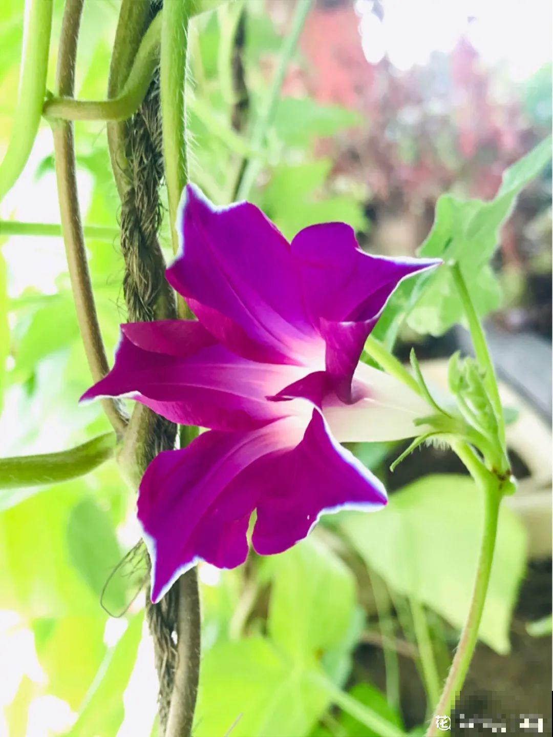 有些花爱爆炸,炸出不少黑豆豆,现在采收要注意! 有些花爱爆炸,炸出不少黑豆豆,现在采收要注意!