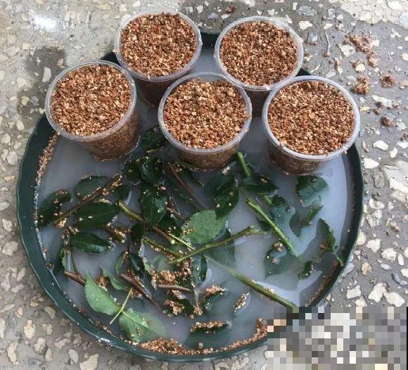 6种花扦插,杆子越粗越好活,根长成大扫把! 6种花扦插,杆子越粗越好活,根长成大扫把!