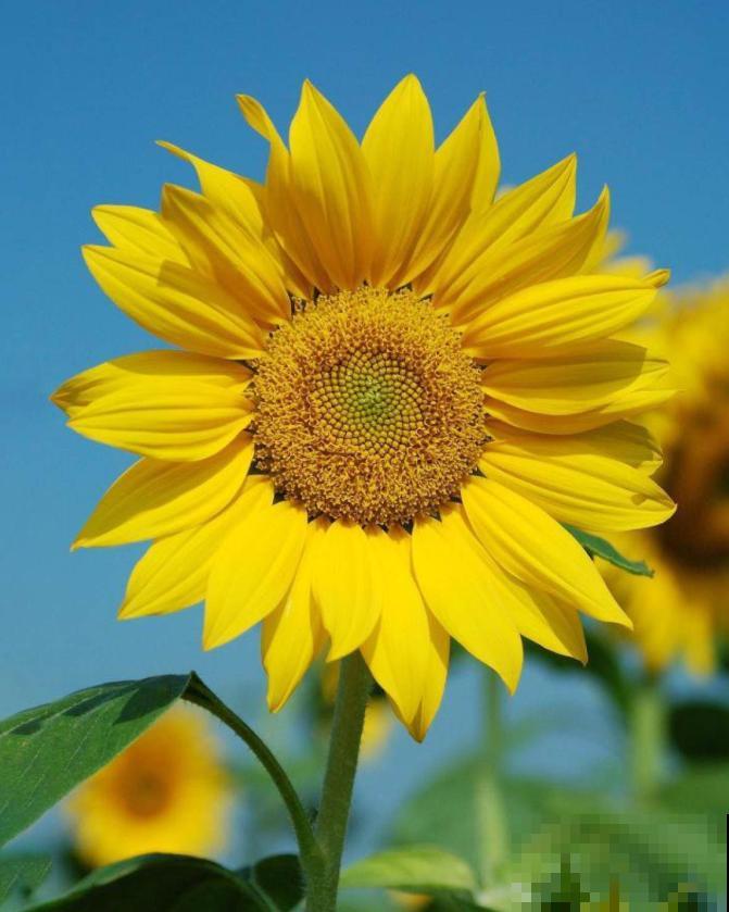 各国的国花,居然被他编成一首诗,太有才了! 各国的国花,居然被他编成一首诗,太有才了!