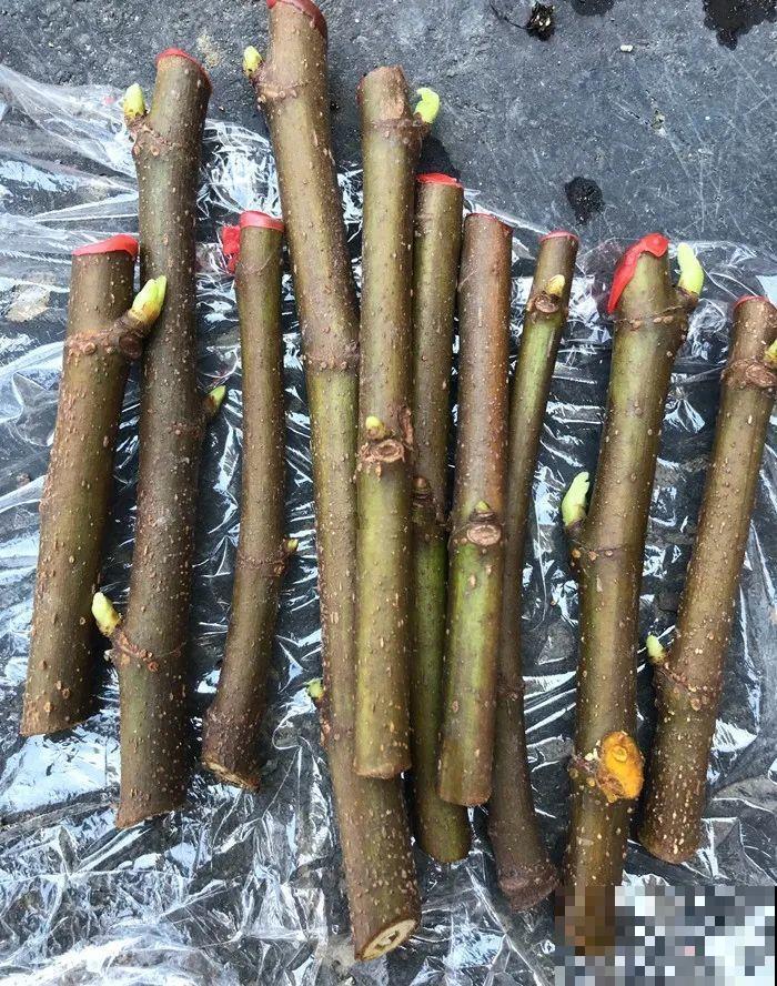 6种花扦插,杆子越粗越好活,根长成大扫把! 6种花扦插,杆子越粗越好活,根长成大扫把!