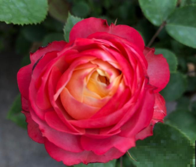 8款冷门月季,表现特别好,但是养的人不多! 8款冷门月季,表现特别好,但是养的人不多!