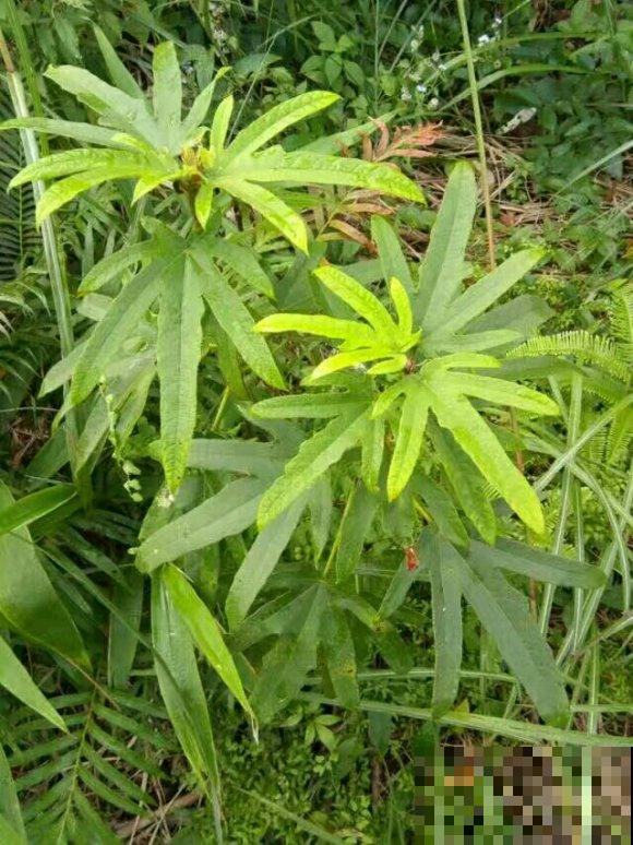 一种野草,根系特别滋补,农村人都用它炖鸡汤! 一种野草,根系特别滋补,农村人都用它炖鸡汤!