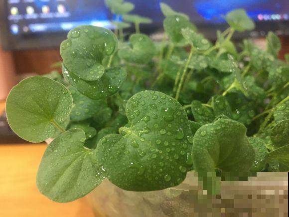 养这花，千万别买种子，全是假的！