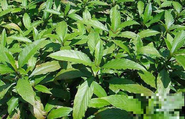 这些植物,在古代是用来染衣服用的,好厉害! 这些植物,在古代是用来染衣服用的,好厉害!