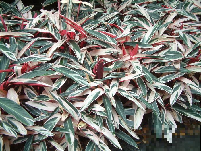 别养绿萝了,这种超级耐阴王,叶子比油画还美! 别养绿萝了,这种超级耐阴王,叶子比油画还美!