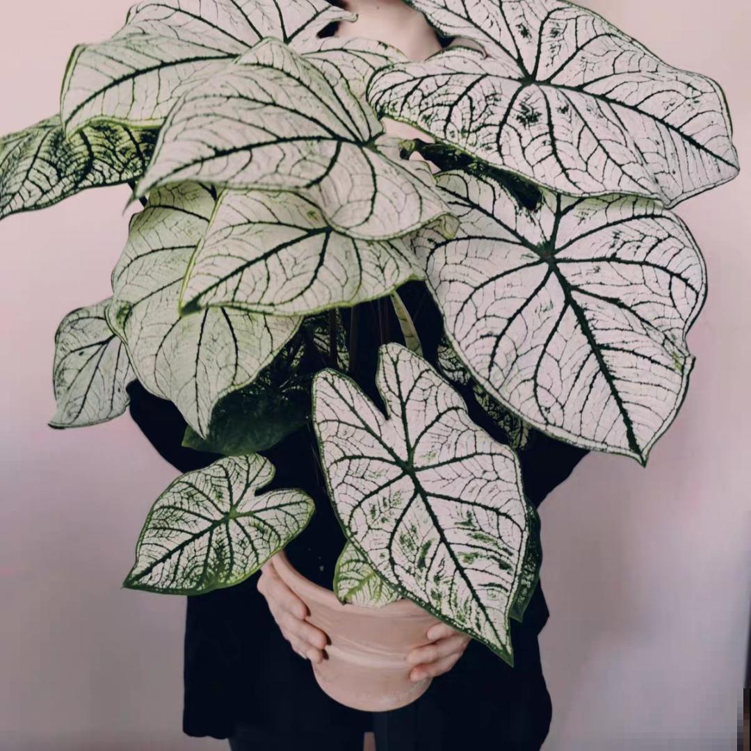 12种花，堪称“耐阴王”，比绿萝好看一万倍！