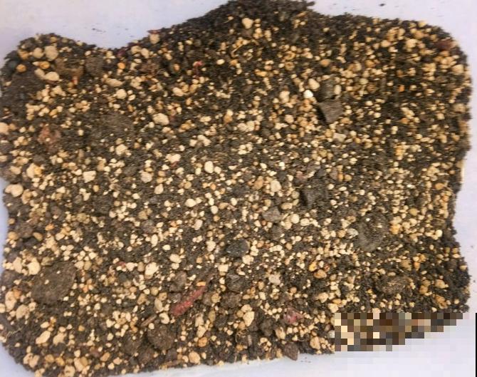 养这花，10年都不用换盆，照样养成传家宝