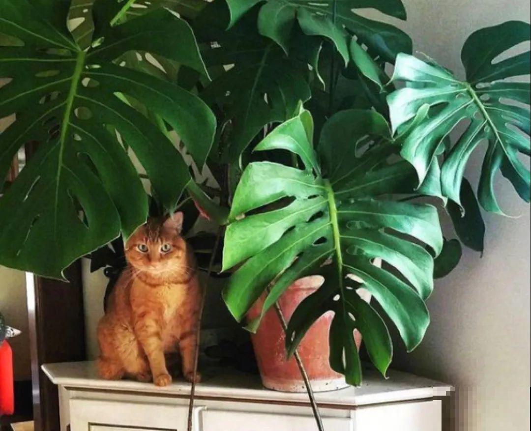 有些花有毒,家里有孩子要注意,不能乱碰 有些花有毒,家里有孩子要注意,不能乱碰