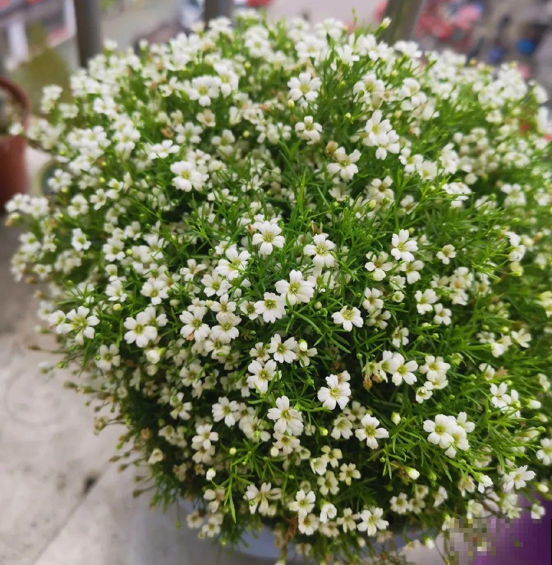 10种花,夏天怕淋雨,下雨赶紧搬进屋! 10种花,夏天怕淋雨,下雨赶紧搬进屋!