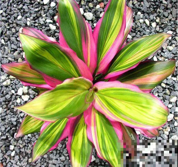 12种花，堪称“耐阴王”，比绿萝好看一万倍！