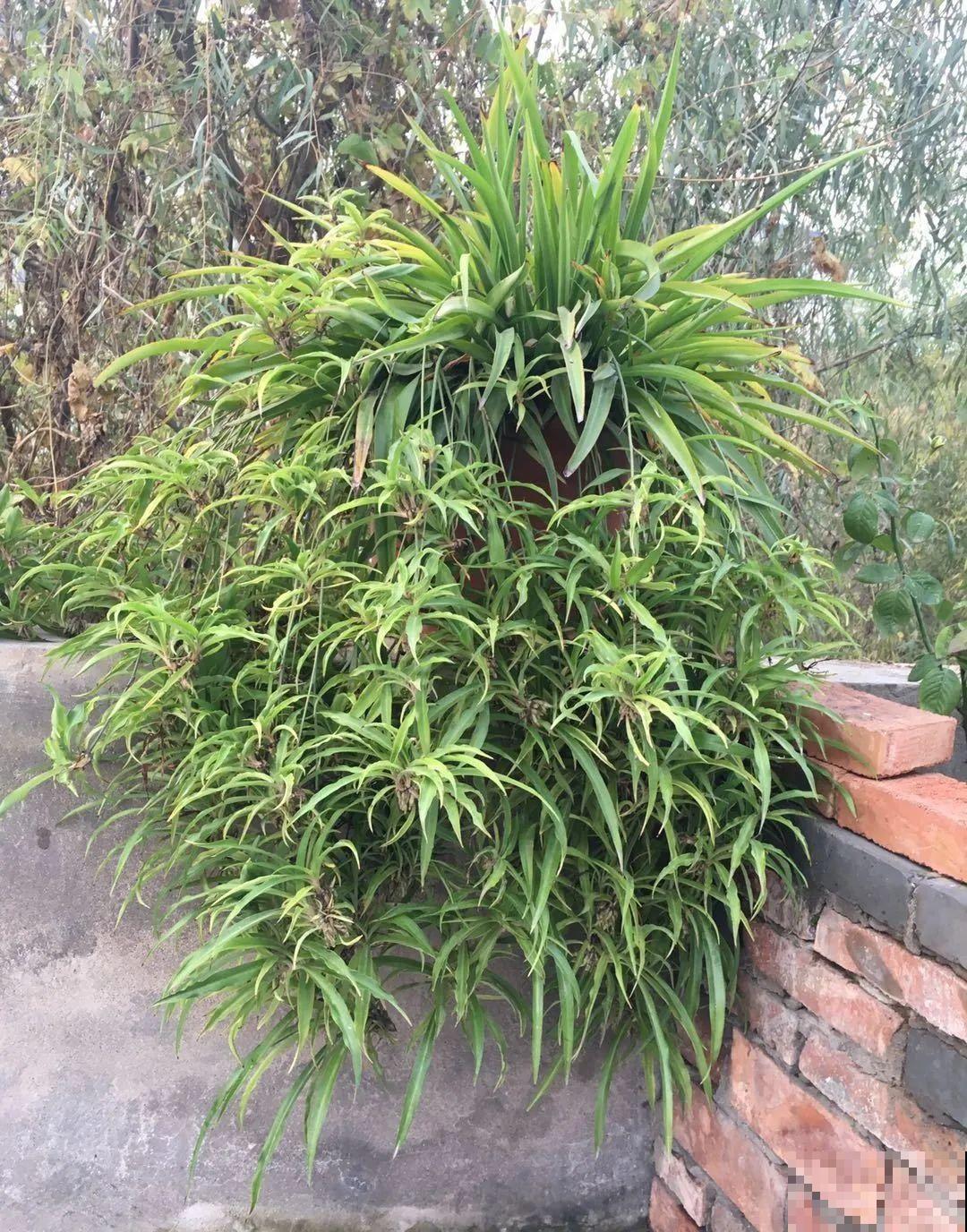 吊兰一根枝,爆出50个小吊,太漂亮! 吊兰一根枝,爆出50个小吊,太漂亮!