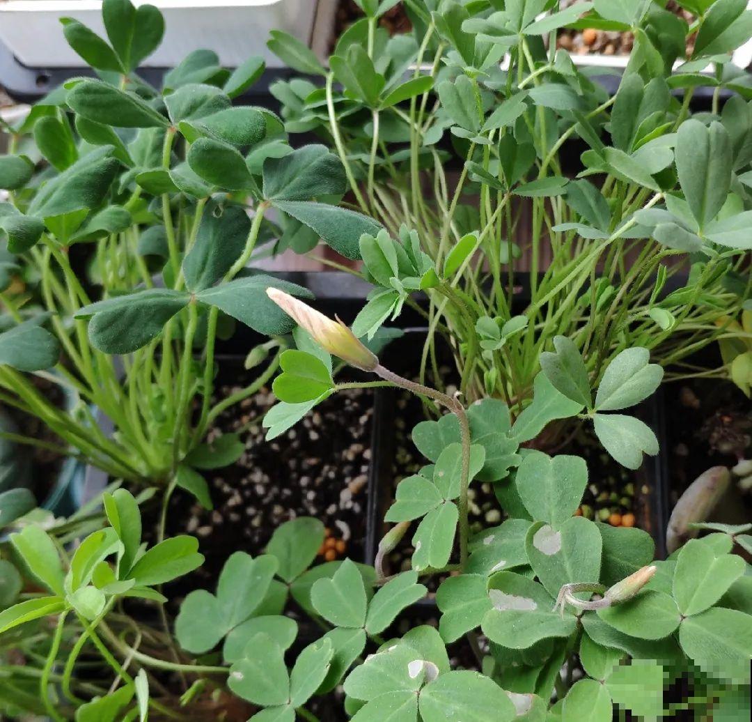 小阳台就养盆酢浆草,开花又爆又好看,多到家里堆不下 小阳台就养盆酢浆草,开花又爆又好看,多到家里堆不下