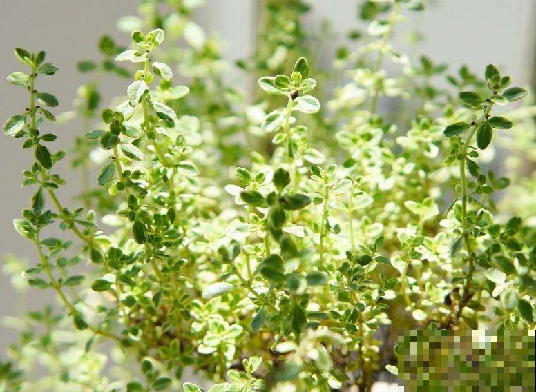 6种香草植物,驱蚊效果特别好,还能泡茶喝! 6种香草植物,驱蚊效果特别好,还能泡茶喝!