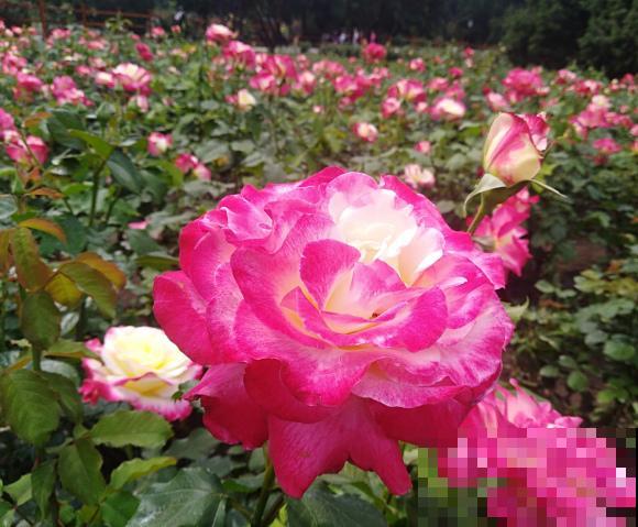 中国各城市市花，都在这里了，看看你所在的城市是什么花吧！