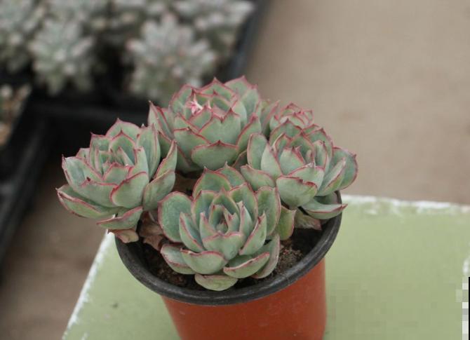 家里有这6种花,赶紧擦点啤酒,叶子长得黑绿油亮! 家里有这6种花,赶紧擦点啤酒,叶子长得黑绿油亮!