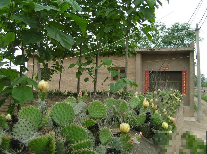 奇葩的养花方式,看得我目瞪口呆,长见识了! 奇葩的养花方式,看得我目瞪口呆,长见识了!