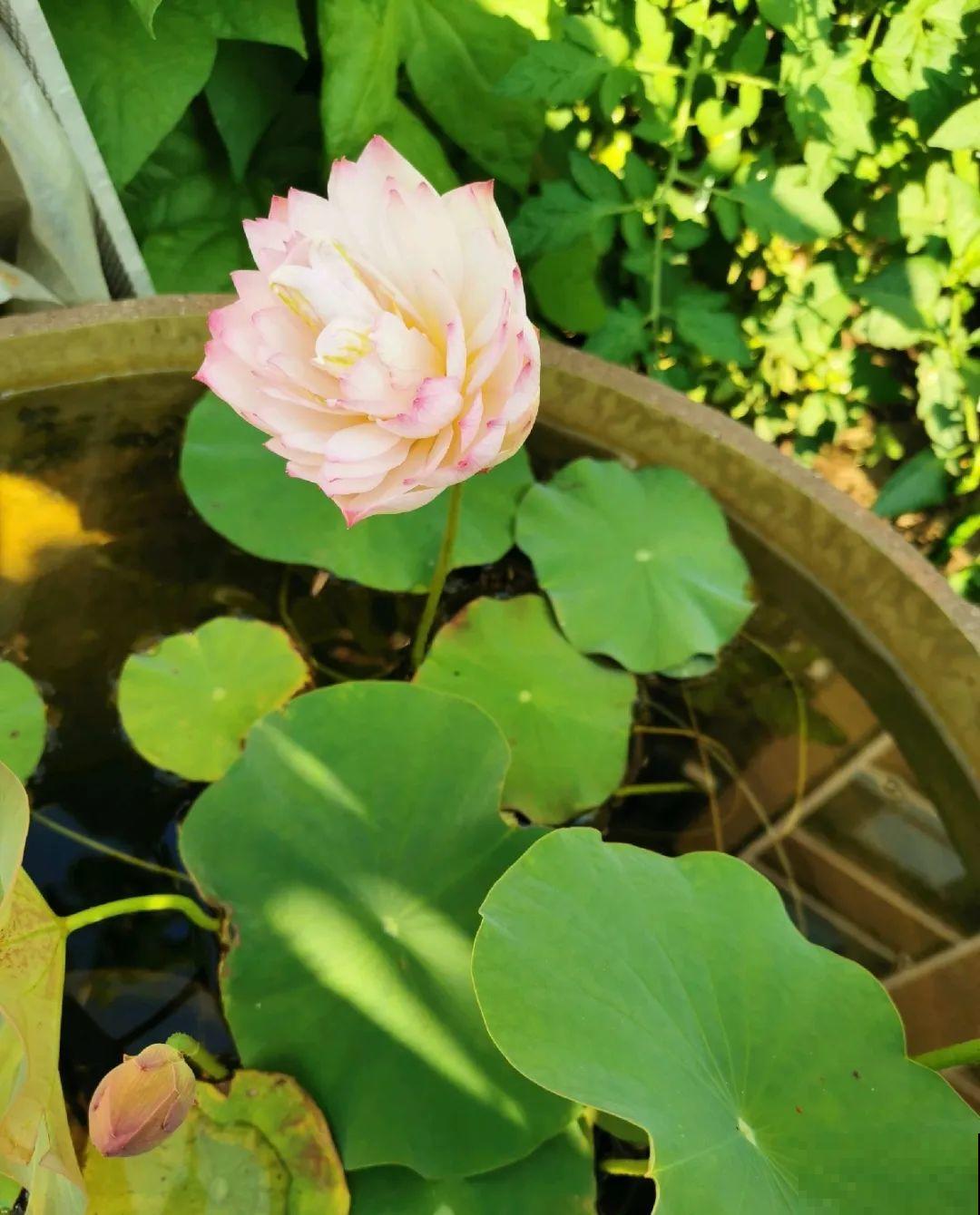 70岁老妈,一天也闲不住,院子里种满了花! 70岁老妈,一天也闲不住,院子里种满了花!