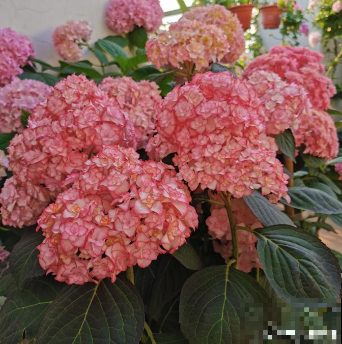 修剪最佳时机到了，有这花赶紧剪，晚了再也不开花！