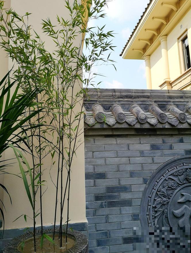 4种小竹子，摆家里上档次，今年特别流行！