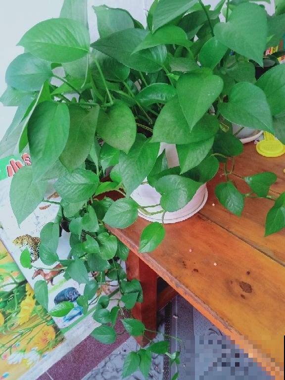 8种花超难养，养好一半，就是大神