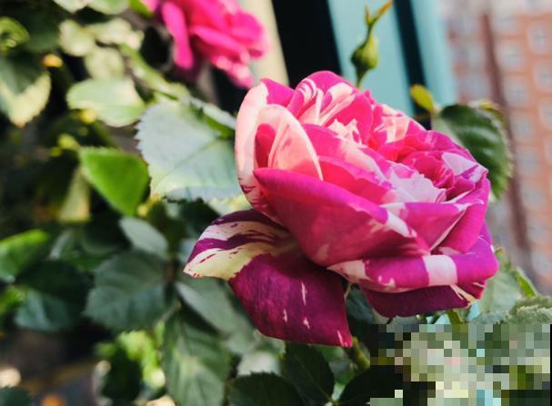 盘点最受欢迎的24种月季，长得快、开花多，养了会上瘾！