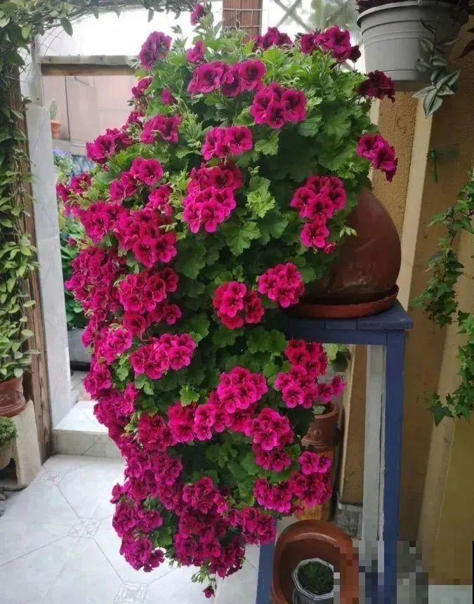 接近两米的天竺葵，比人还高，开花真霸气！