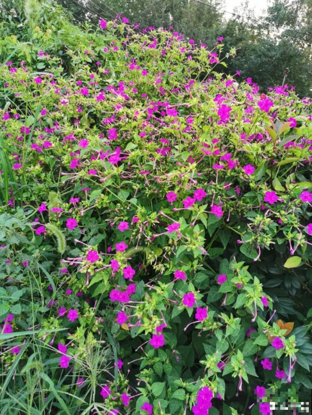 有些花爱爆炸，炸出不少黑豆豆，现在采收要注意！