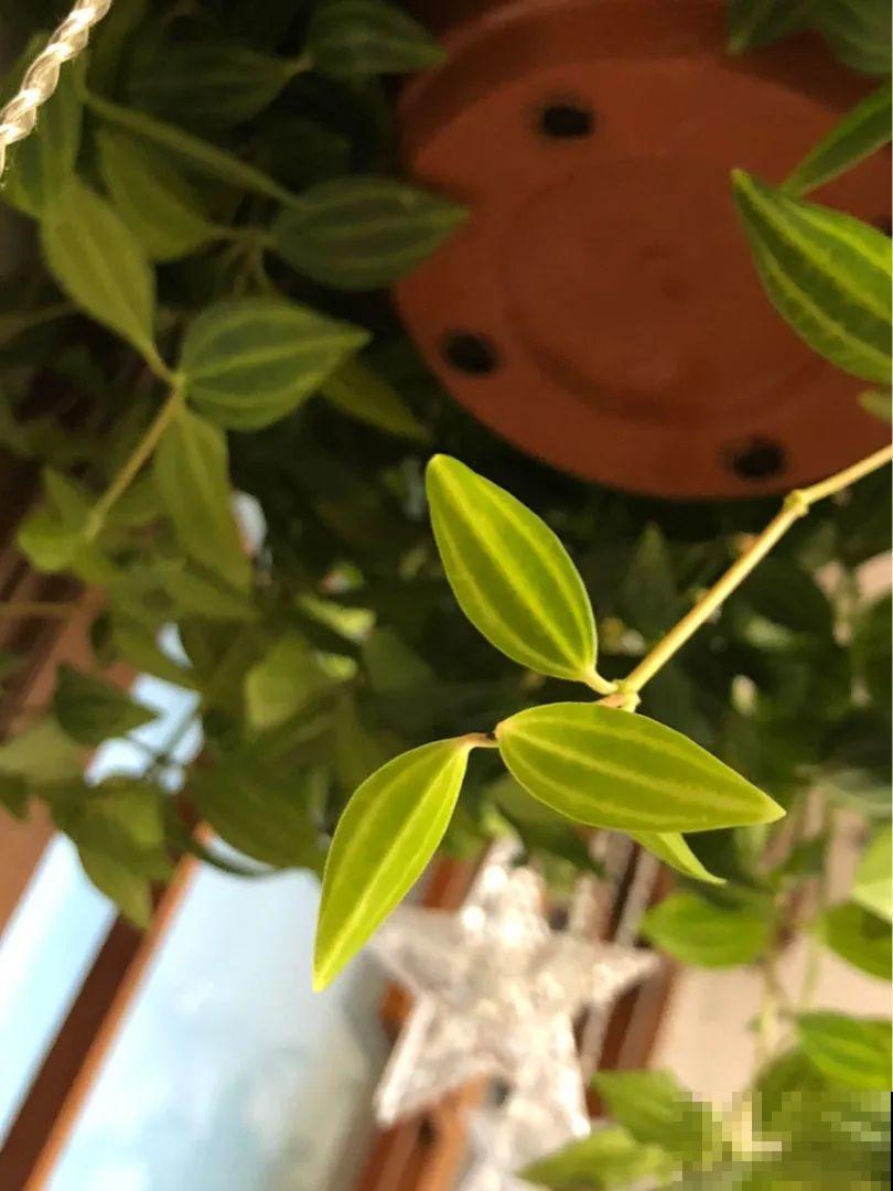 12种花，堪称“耐阴王”，比绿萝好看一万倍！