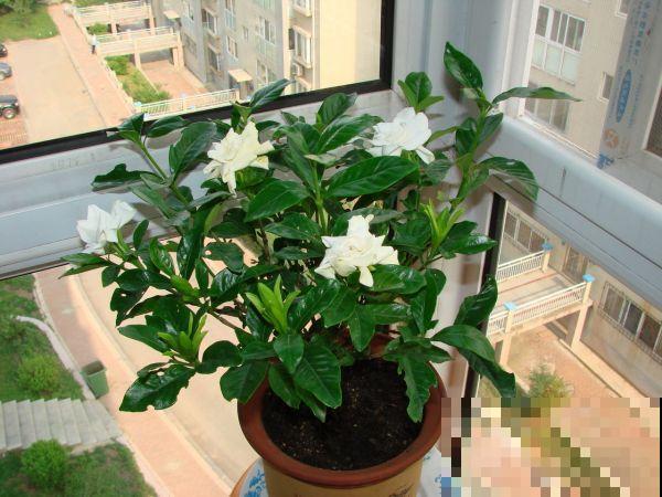 家里有这6种花,赶紧擦点啤酒,叶子长得黑绿油亮! 家里有这6种花,赶紧擦点啤酒,叶子长得黑绿油亮!