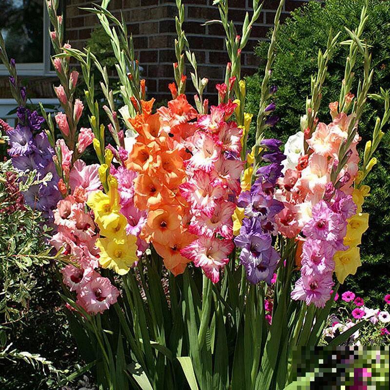 大门口种一丛它，开花一串几十朵，邻居天天跑来看！