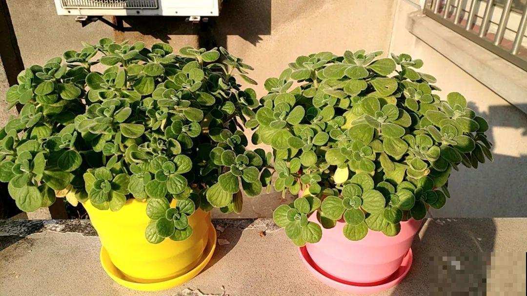 9种花,夏天剃个小平头,平平稳稳度夏天 9种花,夏天剃个小平头,平平稳稳度夏天