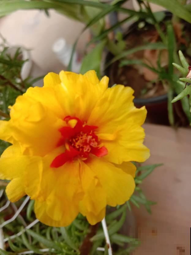 养花也是养身心，4个养花带来的好处，你中了几条？