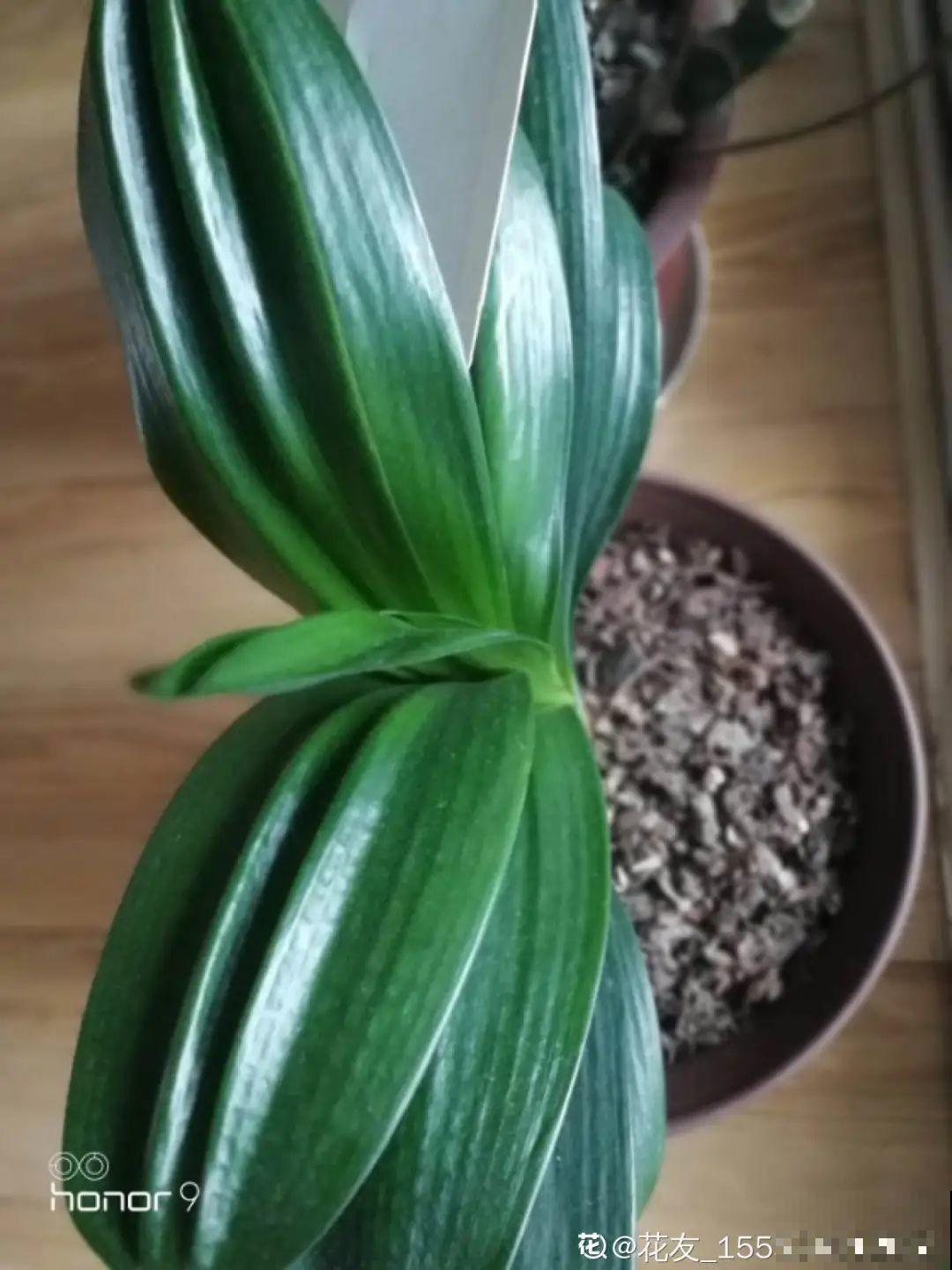 3种花,不要随便剪叶子,否则剪完不开花,亏了! 3种花,不要随便剪叶子,否则剪完不开花,亏了!