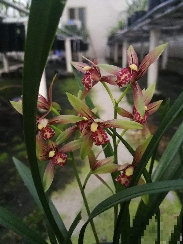 8种花超难养，养好一半，就是大神