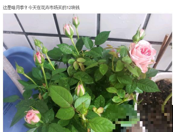 周末去花市捡漏，这花竟然1块钱1棵，赶紧买！