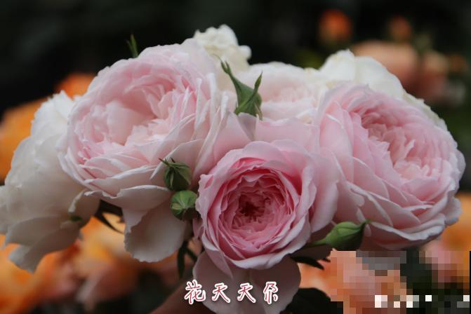 8款冷门月季,表现特别好,但是养的人不多! 8款冷门月季,表现特别好,但是养的人不多!