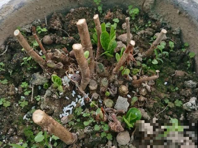 绣球老了不开花，这么养，老桩爆开上千朵花！