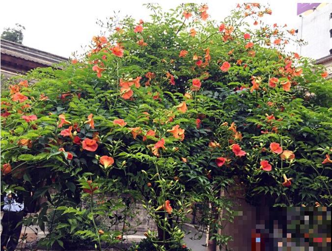 有个小院养养花，退休的生活，也能多姿多彩！