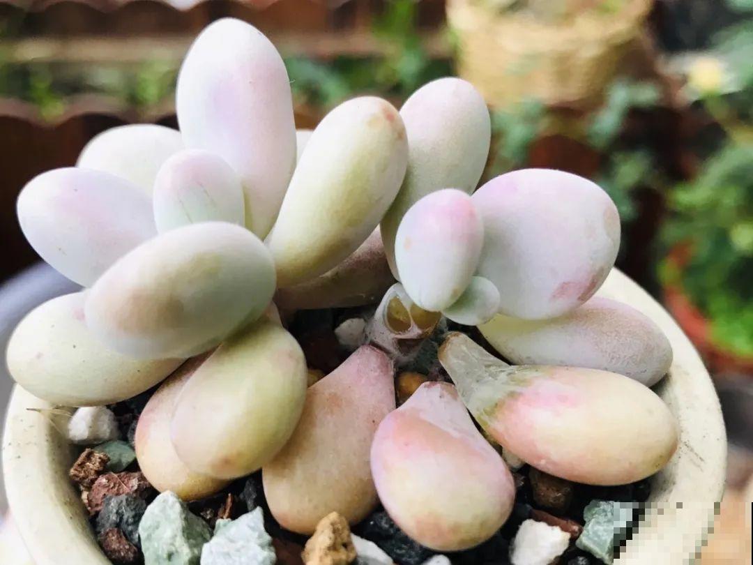 家里有这7种花,少浇水、不能晒,天热要休眠! 家里有这7种花,少浇水、不能晒,天热要休眠!