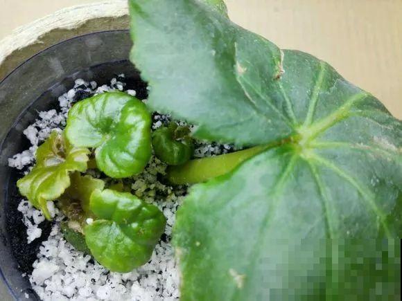 夏天的“必死花”，学会一个小妙招，度夏一盆也不死！