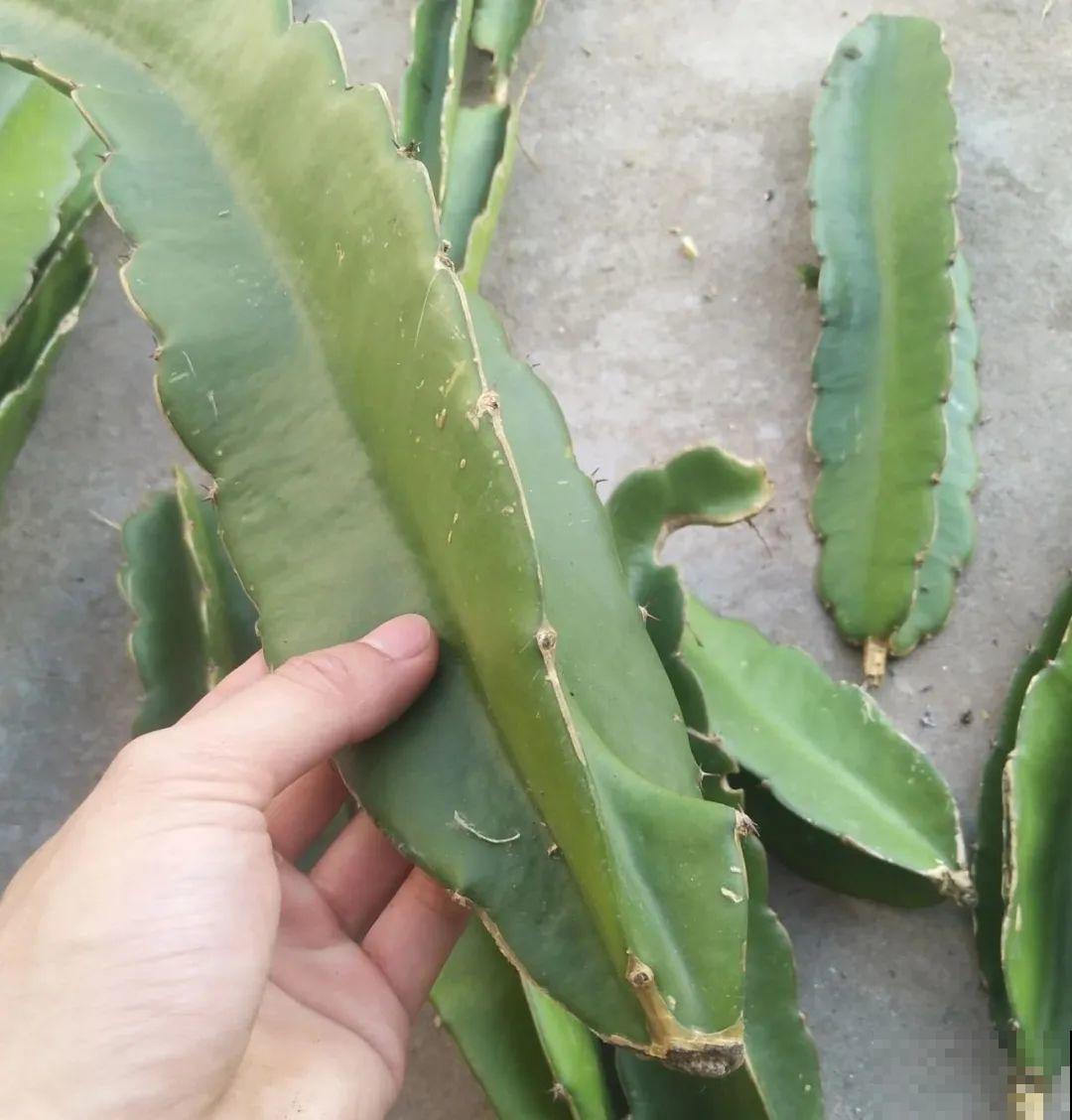 路边掐几根大粗枝,5天就生根,结果沉甸甸! 路边掐几根大粗枝,5天就生根,结果沉甸甸!