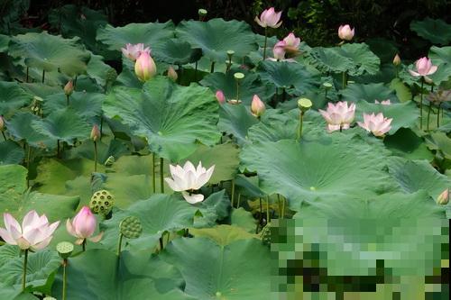 这花有20多个名字，多数人却只知道2个，看完长见识！