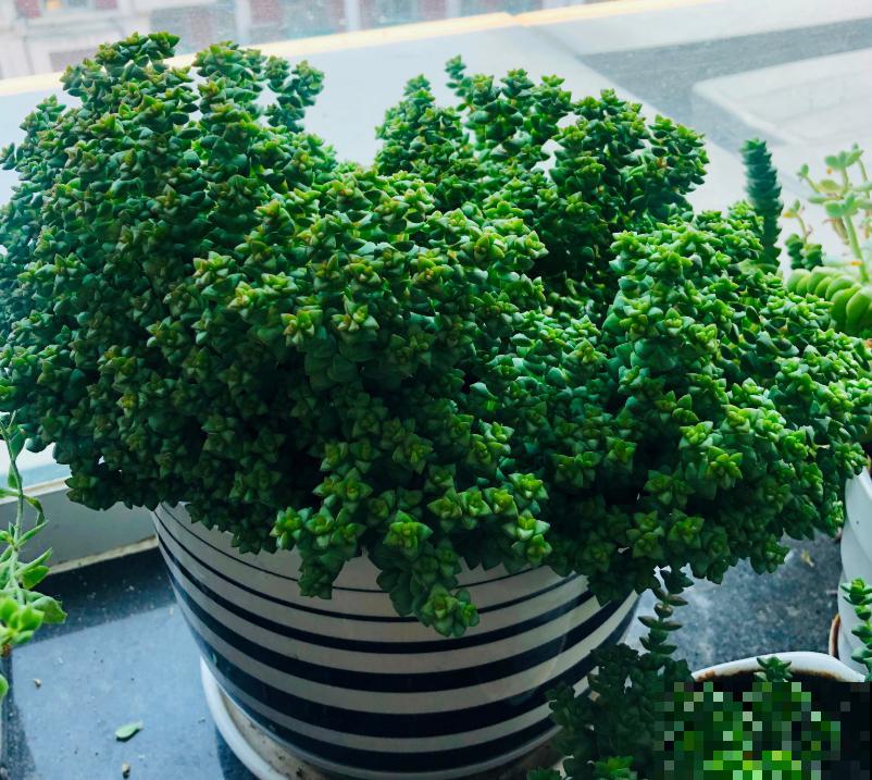 这种多肉,爆盆太可怕了,叶子多得往外溢! 这种多肉,爆盆太可怕了,叶子多得往外溢!