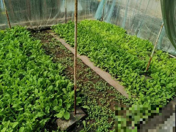 阳台种菜,这些菜不能挨着种,不然肯定长不好! 阳台种菜,这些菜不能挨着种,不然肯定长不好!