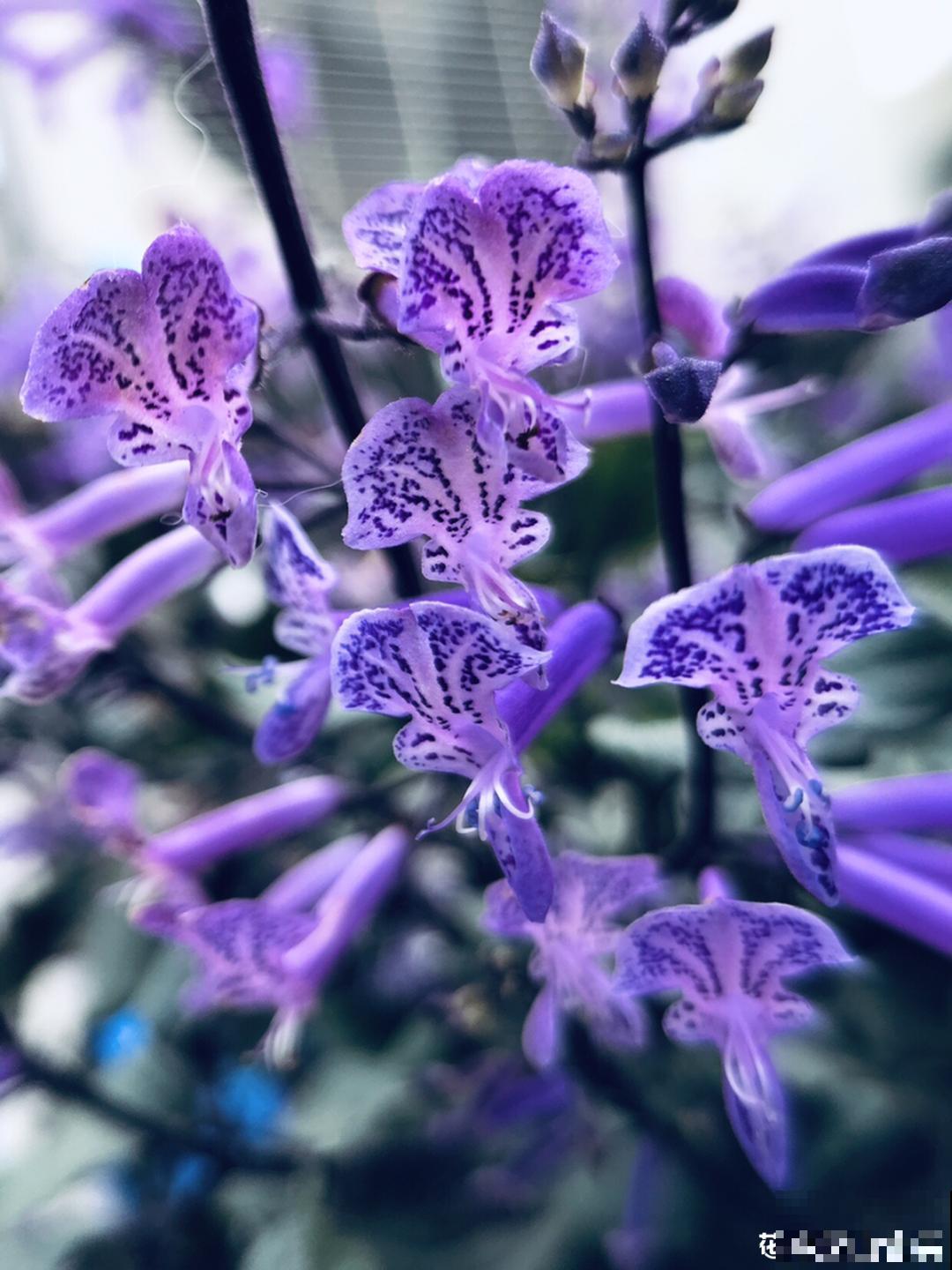 10种花,不怕风吹雨淋,不怕暴晒干旱,四季爆开花,堪称花坚强! 10种花,不怕风吹雨淋,不怕暴晒干旱,四季爆开花,堪称花坚强!