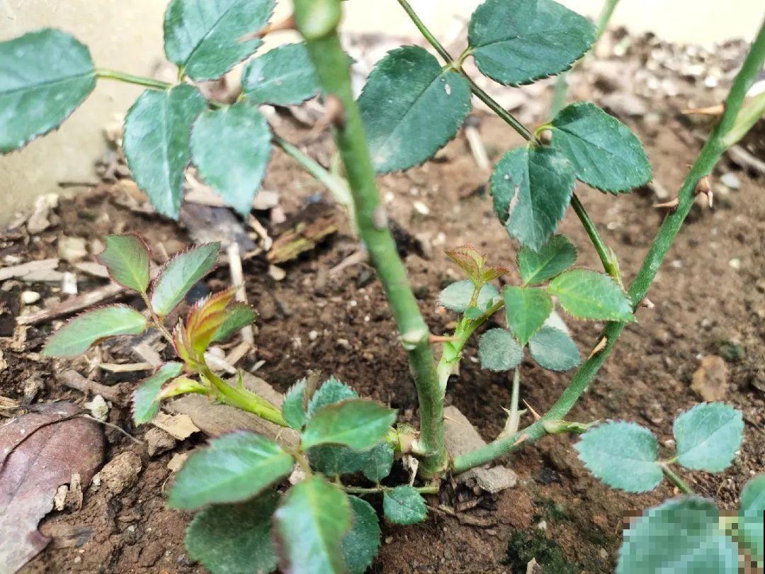 月季，绣球正是扦插好时机，学会方法，繁育一阳台！