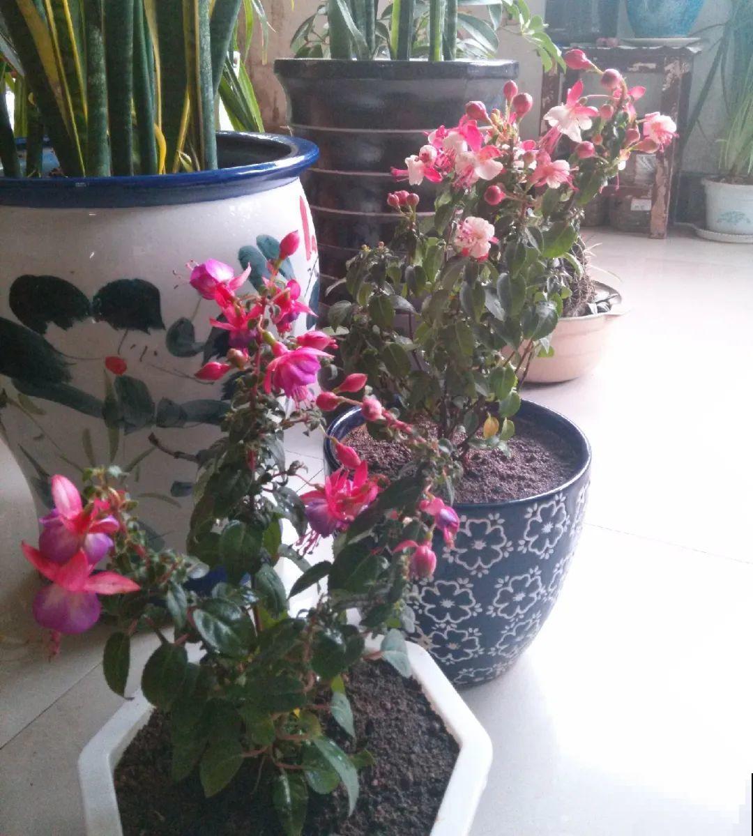 10种花,夏天怕淋雨,下雨赶紧搬进屋! 10种花,夏天怕淋雨,下雨赶紧搬进屋!